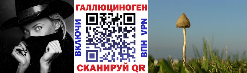 закладка  Берёзовка  Галлюциногенные грибы Psilocybe 